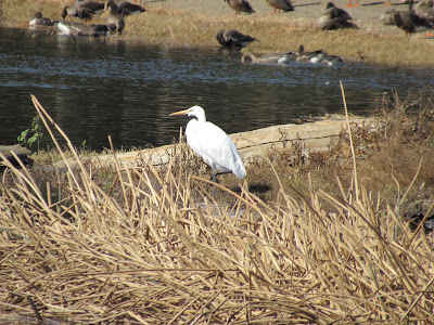 Colusa National Wildlife Refuge