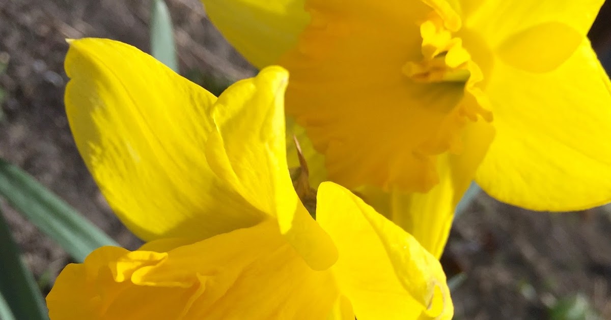 His UnEnding Love My Legend of the Daffodil