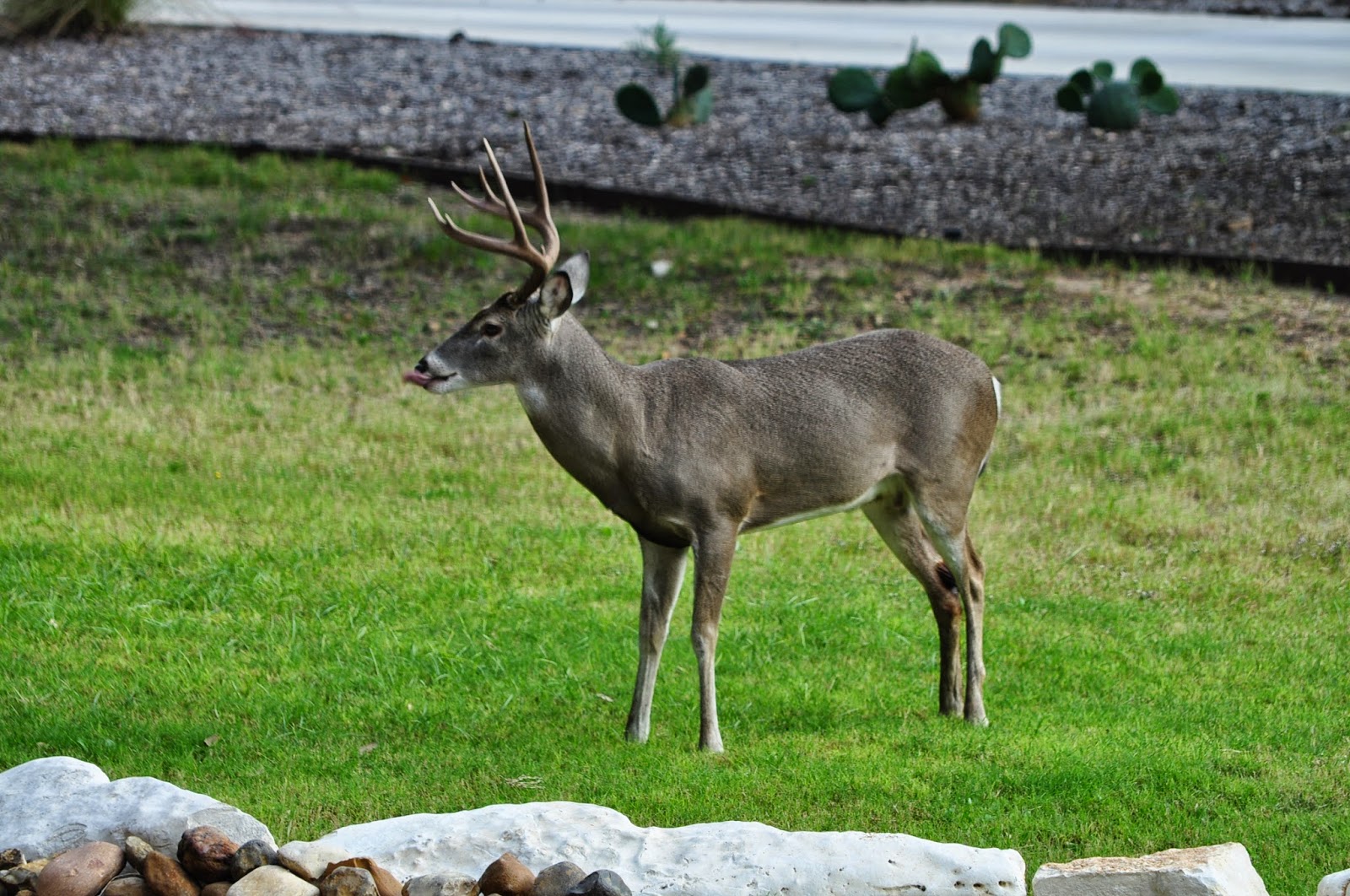 Backyard Buzzing: Good morning deer