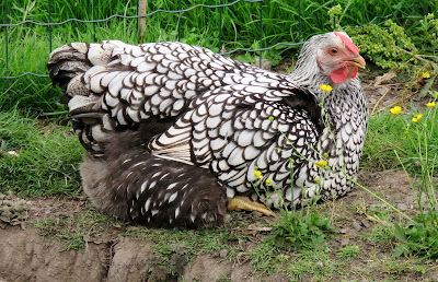 Harlow Carr Chicken by HenSafe.