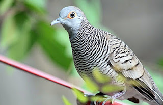 burung perkutut burung perkutut, perkutut