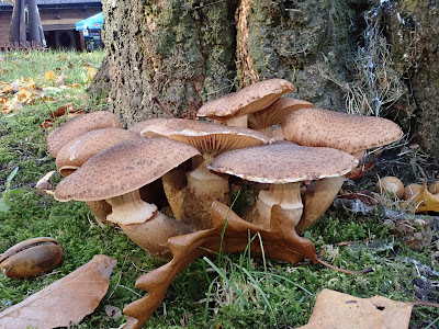grzyby 2018, grzyby w październiku, grzyby w Lasku Wolskim, zabawy w lesie