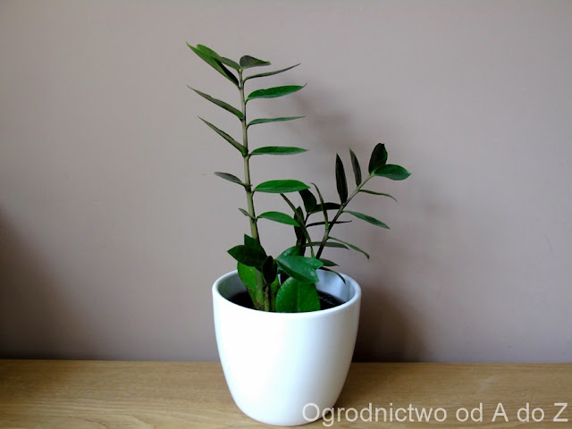 Zamiokulkas zamiolistny Zamioculcas zamiifolia