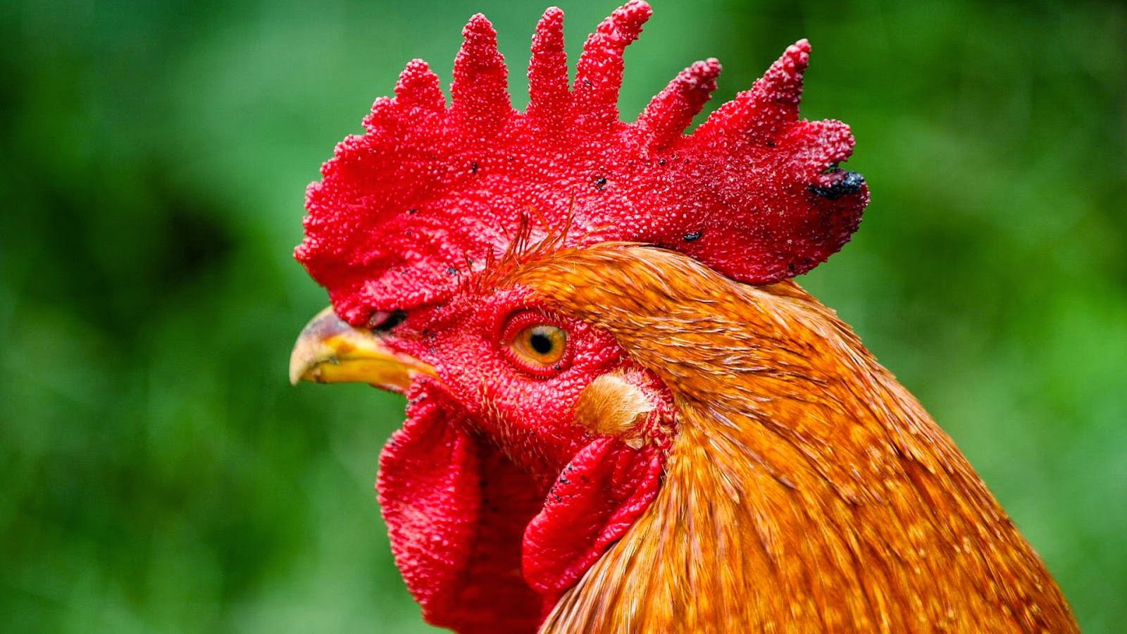 Chickens HD(high definition) Wallpapers 2 Amazing World Gallery