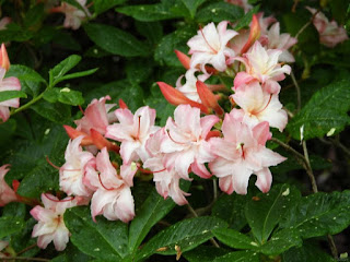 Härlig blomstertid.