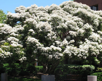Melaleuca%2Blinarifolia.jpg