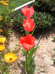 TULIPANES HOLANDESES