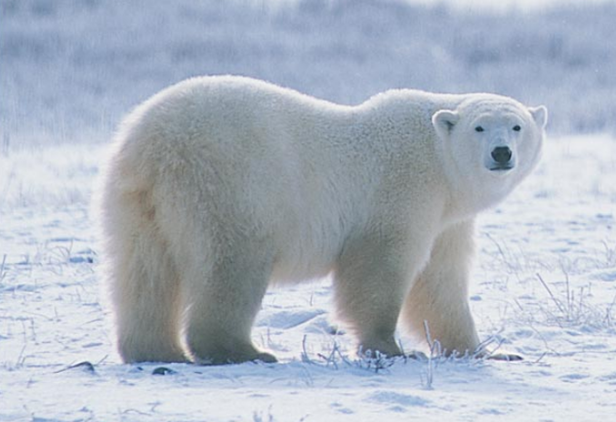 Beruang - Polar Bear