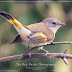 Yellow and Gray Immature Male American Redstart