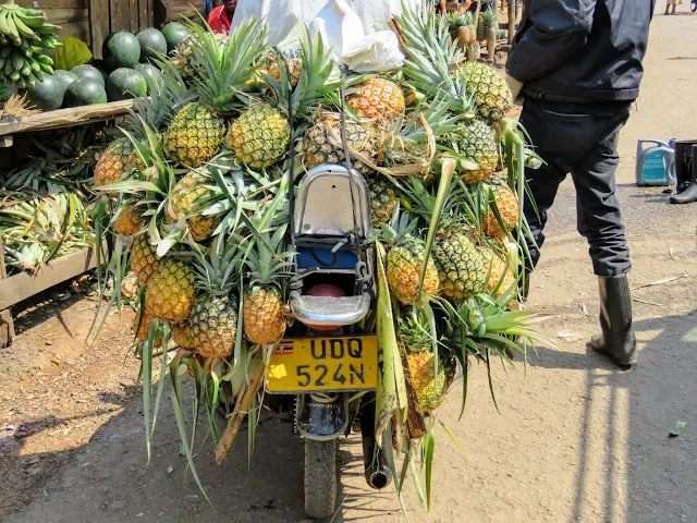 Motorcyle hauling pineapples in Uganda