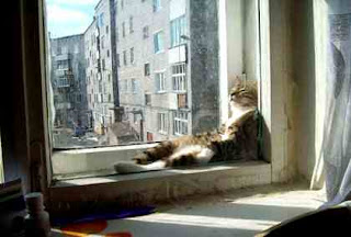 Cat lies in sunshine Cat lies in sunshine