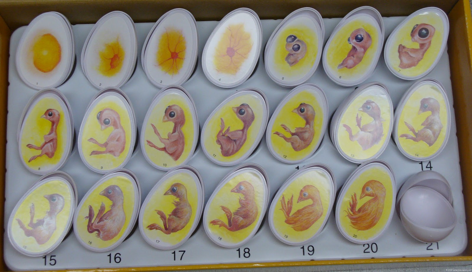 Baby Chick Development In Egg: A Journey Into Life