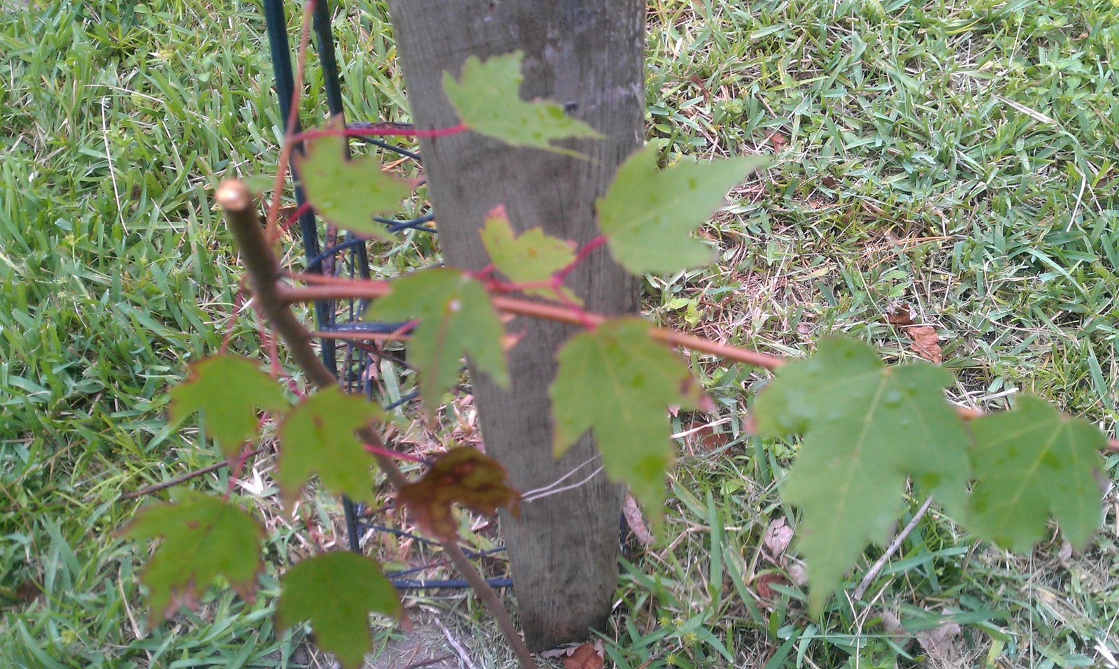 Plants around my Yard
