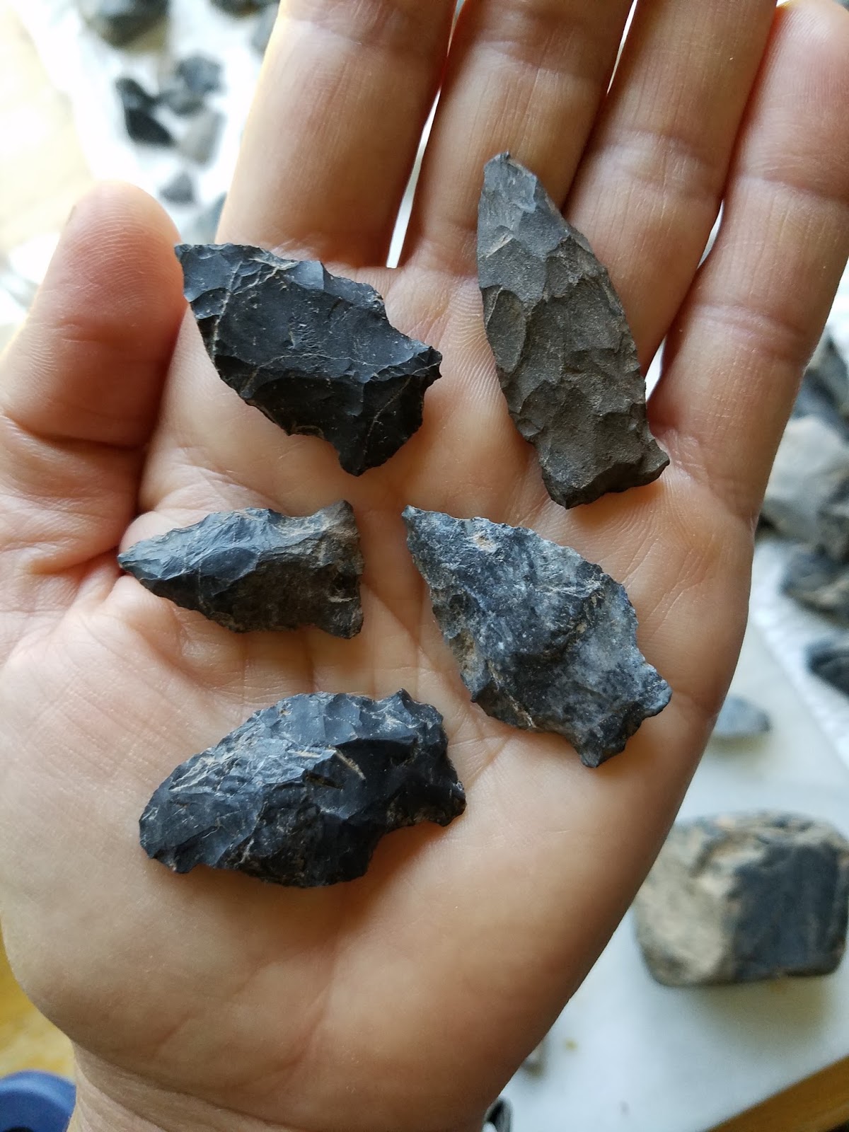 Zookeeper Fossils West Virginia Fossils May Trump Arrowheads
