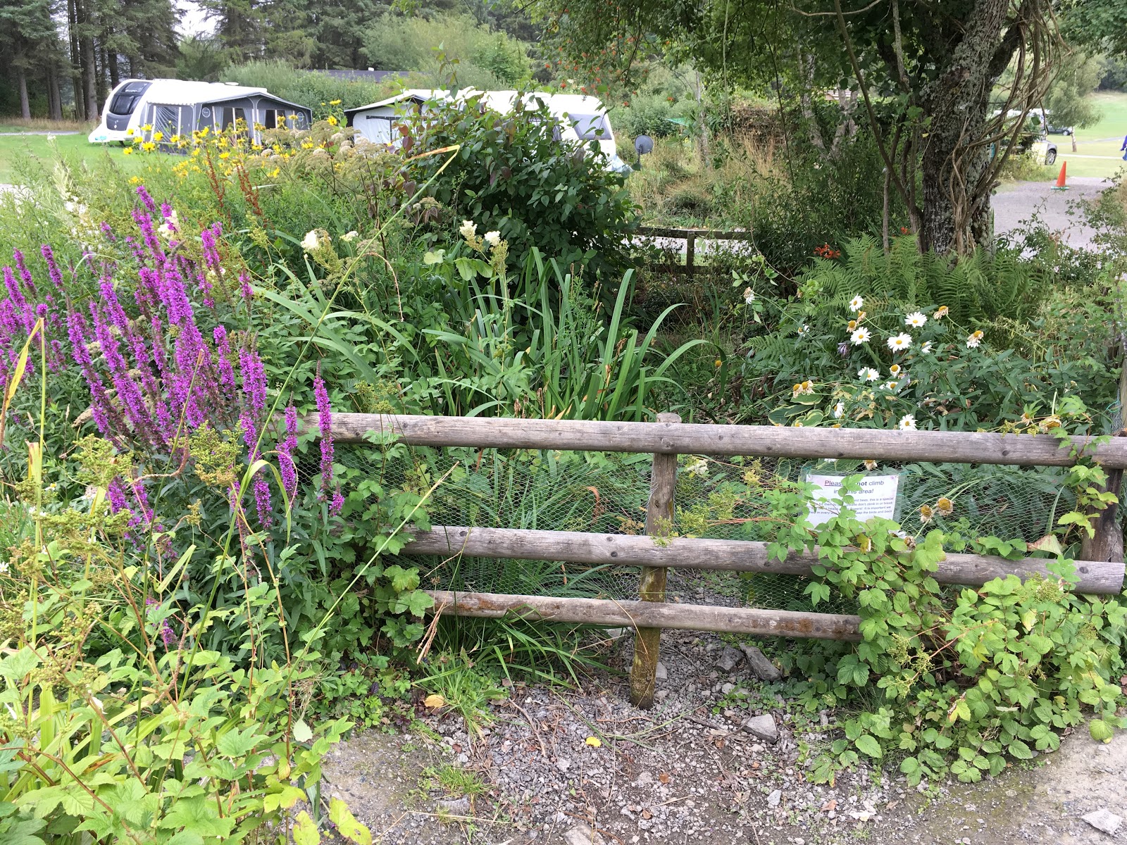 cattle-trough-koi-pond5.jpg