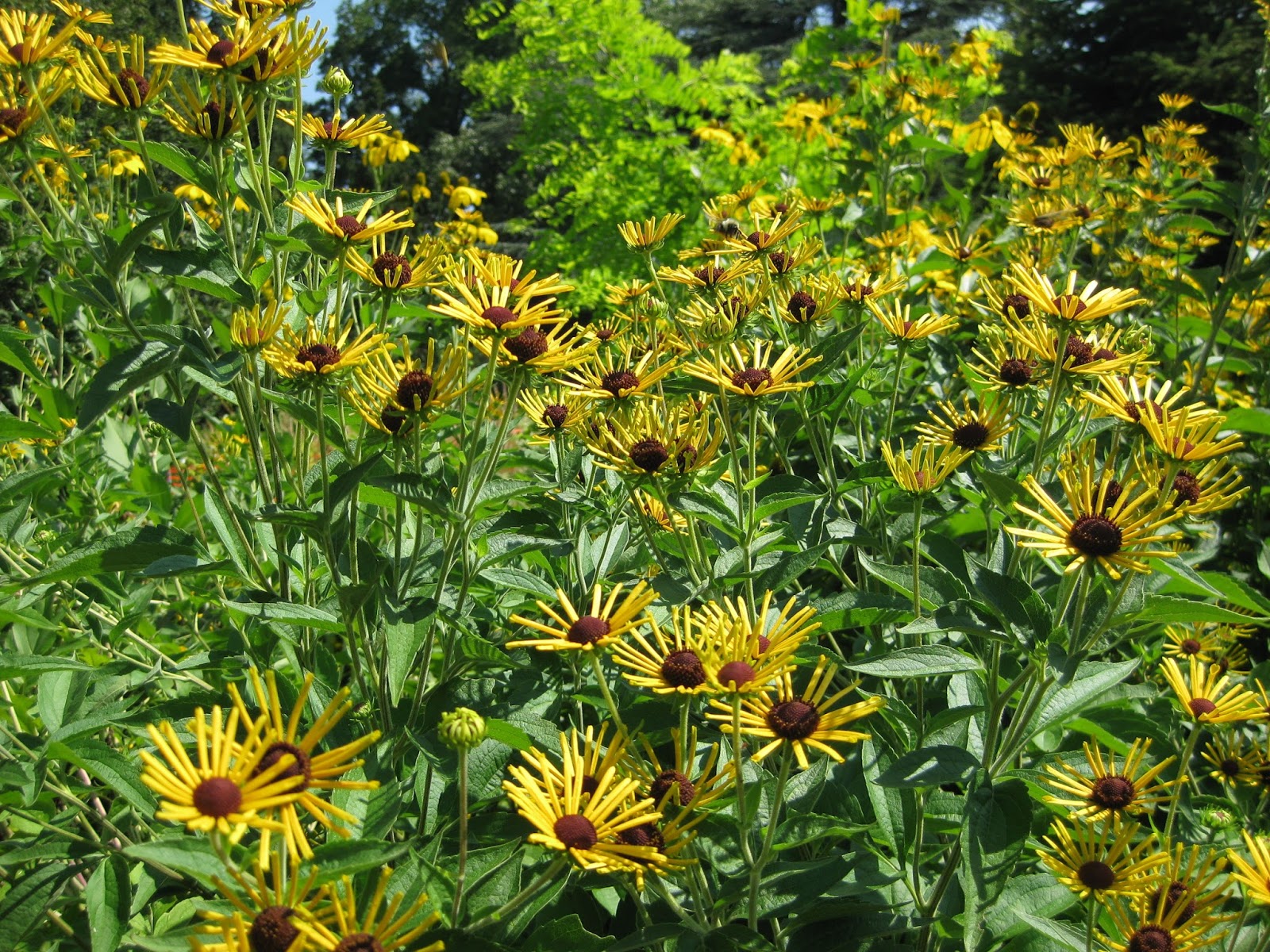 �Henry Eilers� Sweet Coneflower Rotary Botanical Gardens