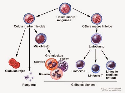 Células sanguíneas
