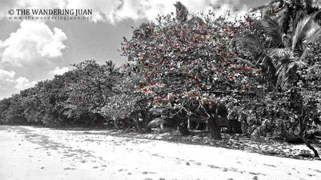 beach in Catanduanes