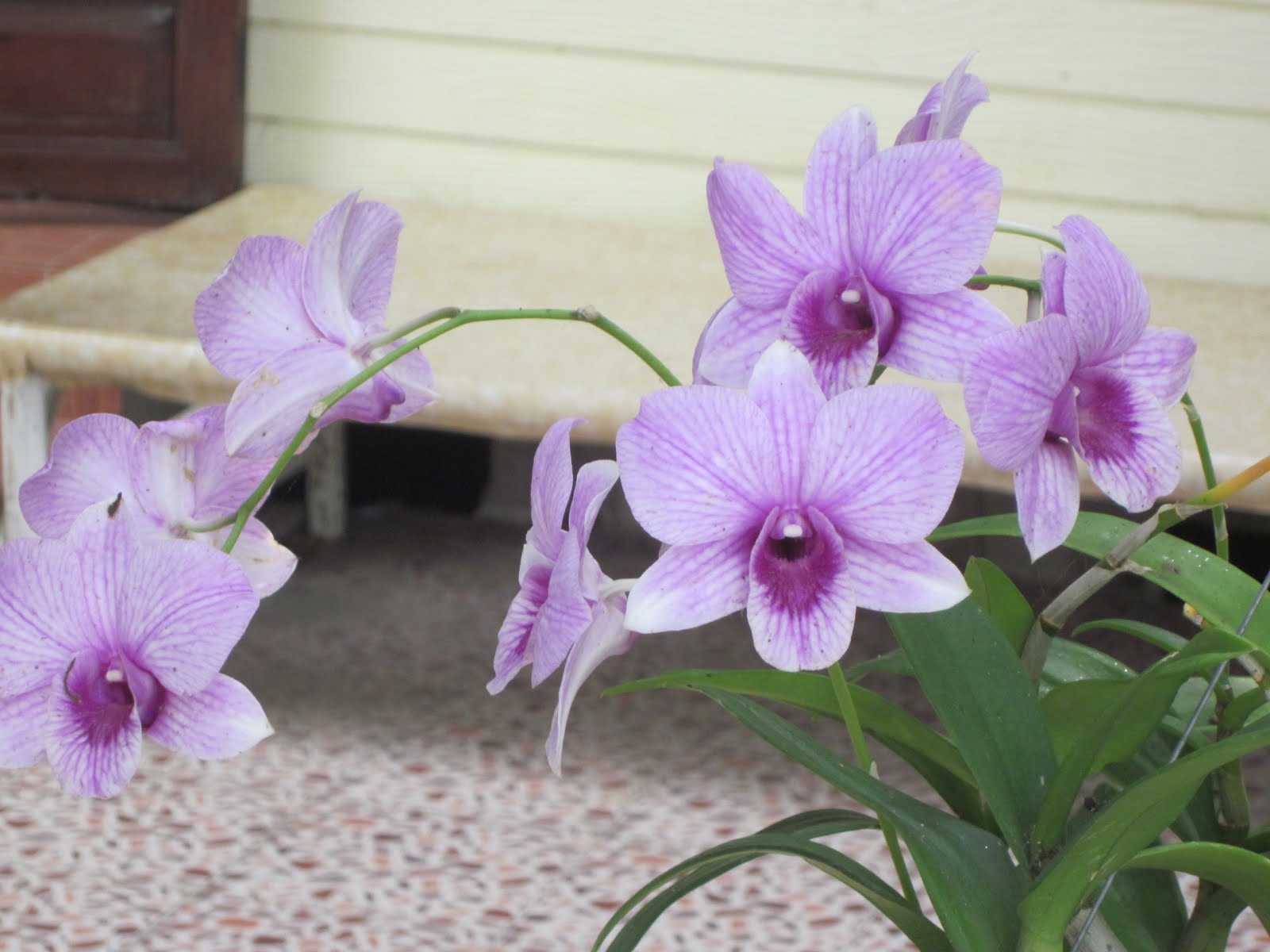 Kopana Karen in Thailand Thailand Flowers