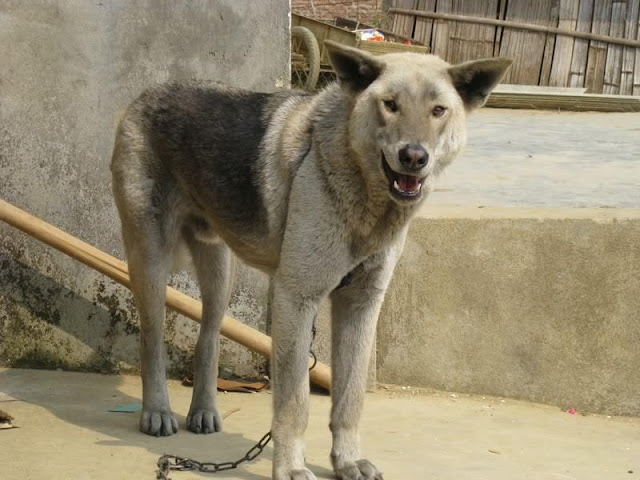 Tổng hợp 9 giống chó ở Việt Nam