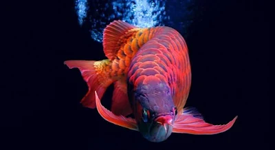 Ikan Arwana Super Red - Budidaya Ikan Arwana