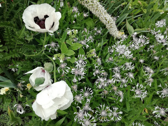 White Garden biały ogród