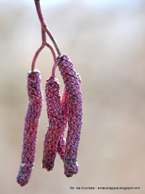 drzewa-kwitna kotki, kwitnienie, drzewa, wiosna, las bemowski, grzybobranie, grzybowe znaleziska, grzybnieta, bagna, miejsca podmokle, rozlewisko