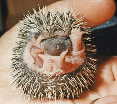 8 day old baby hedgehog