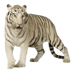 tiger images