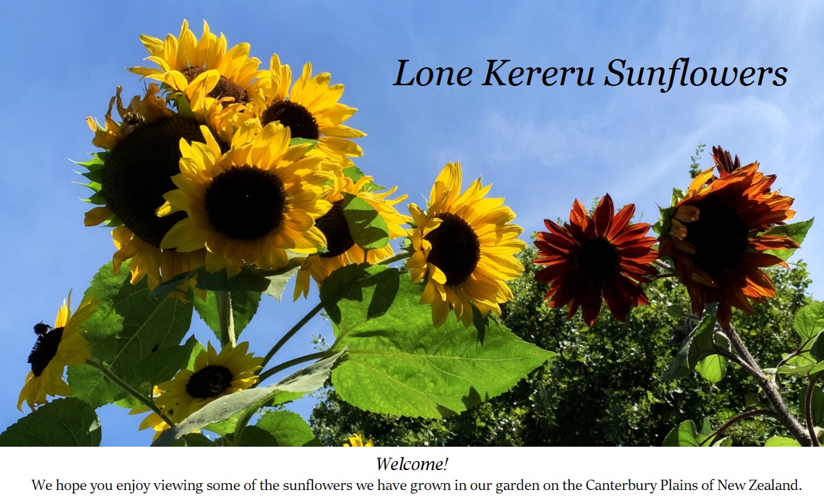 Lone Kereru Sunflowers