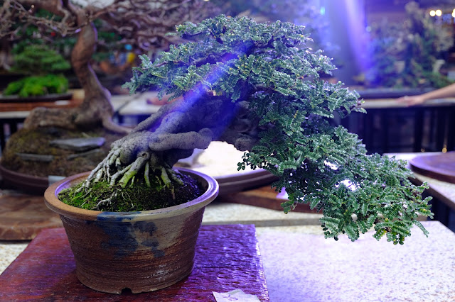 small bonsai tree