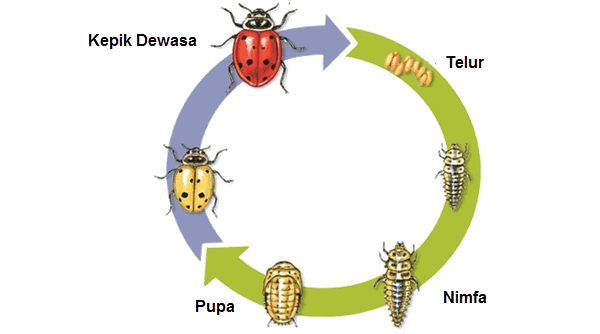 Metamorfosis Pada Beberapa Jenis Hewan  Mikirbae com