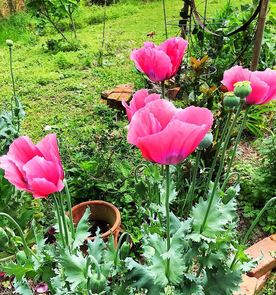 And So it Goes in Shreveport Arnaudville Guest Houses Are Lovingly