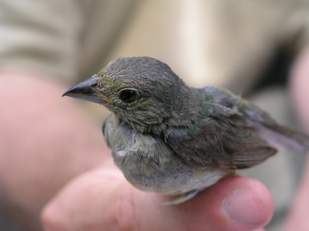 Bird Banding Learning From Birds Inhand How Painted Buntings grow
