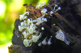 Lachnum subvirgineum with guttation water droplets