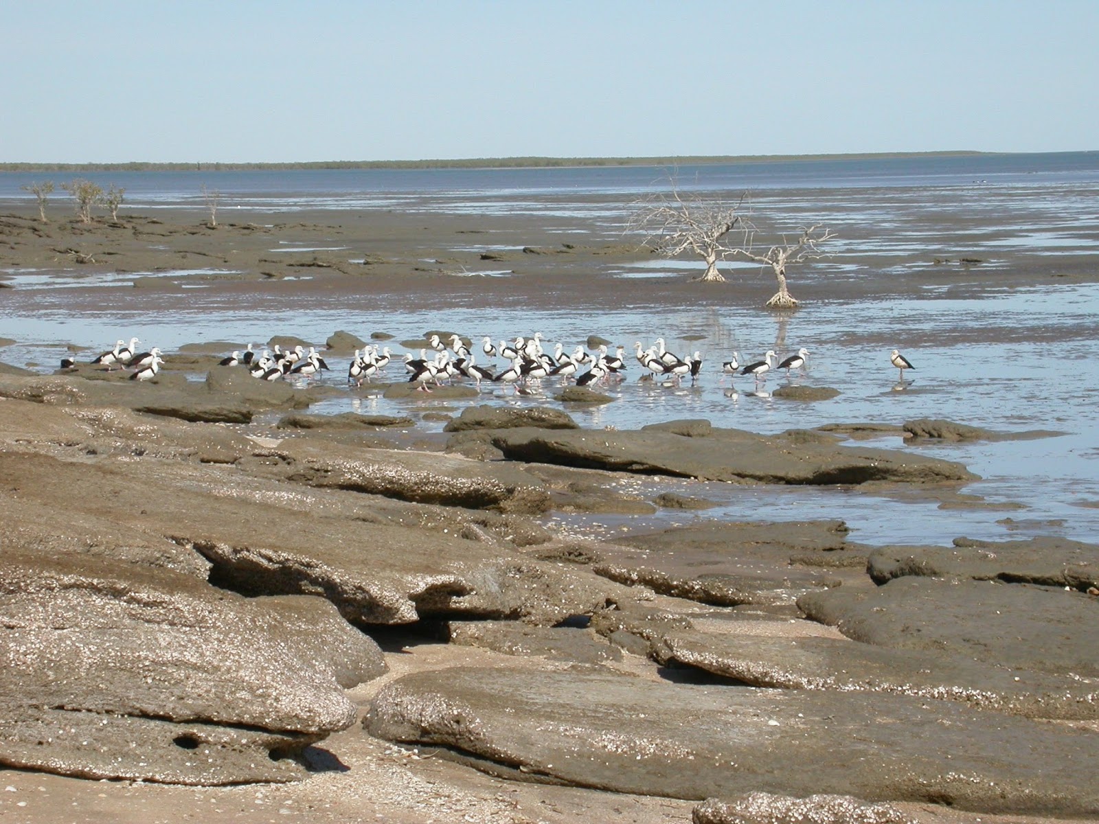 A Twitcher's Tale KARUMBA, CLONCURRY AND BACK TO MT ISA