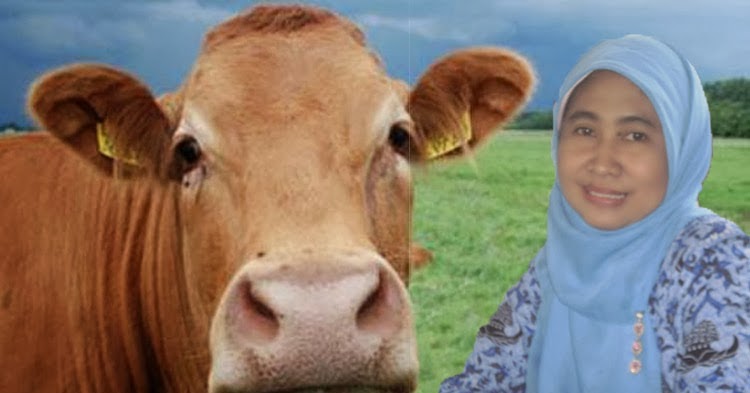 Majalah Gempur Minat Peternak Sapi Inseminasi Buatan Di Jember