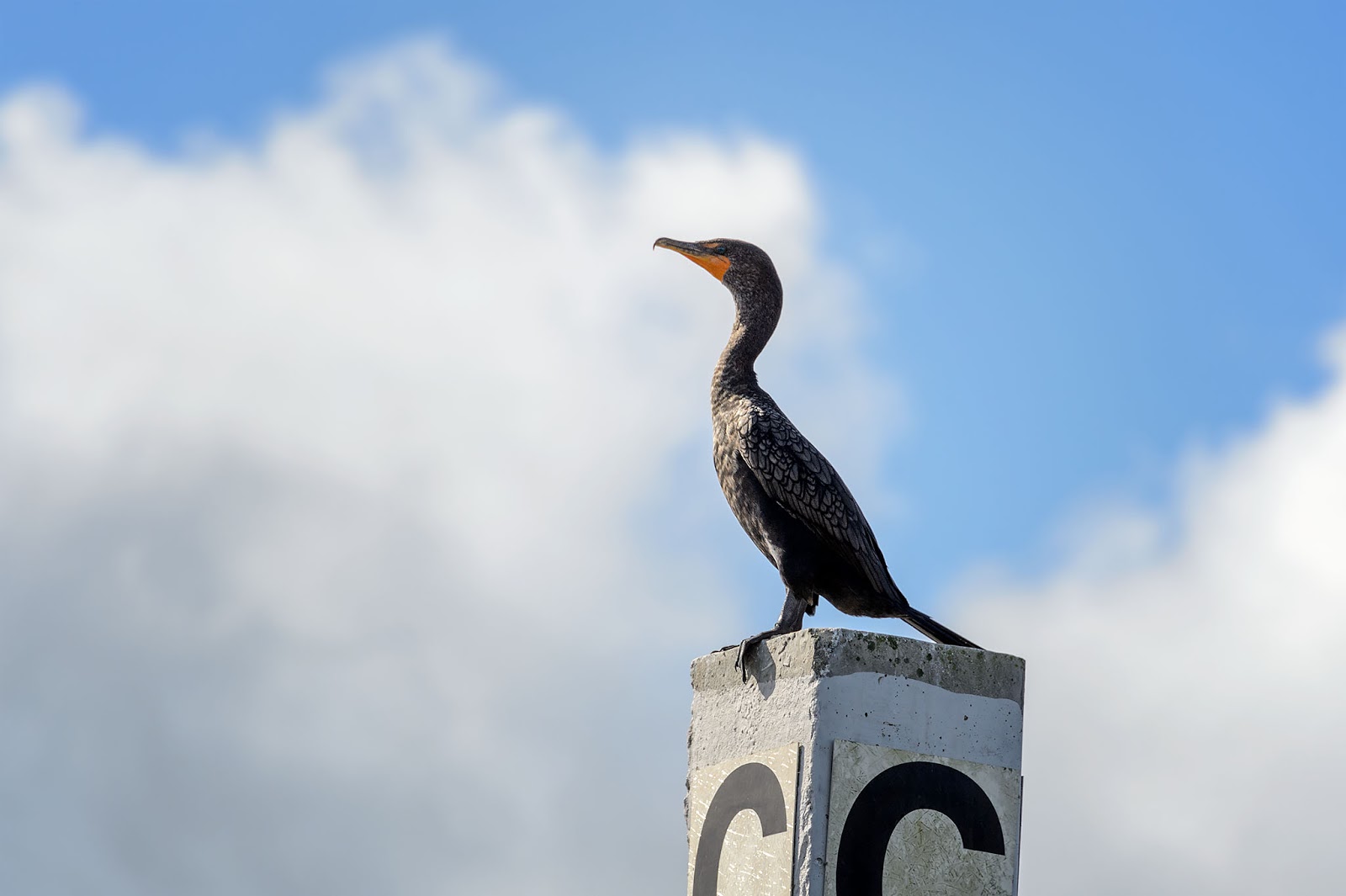Bubba's Garage: Visiting Port of the Islands for Manatees