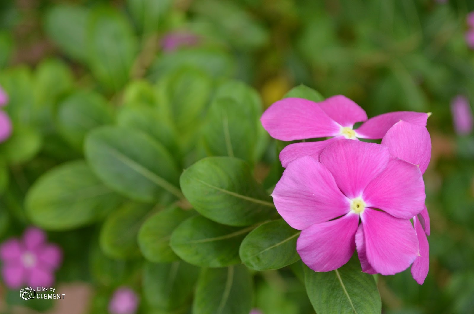 My Clicks Vinca Rosea Flower