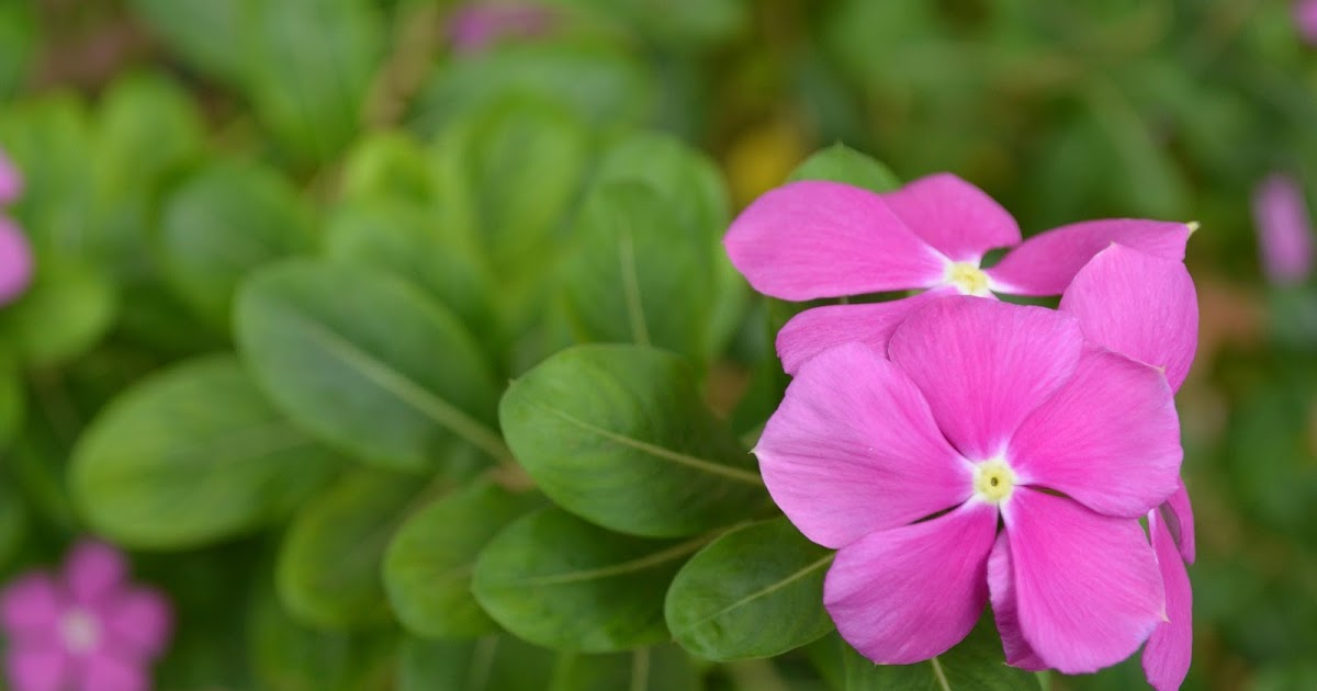 My Clicks Vinca Rosea Flower