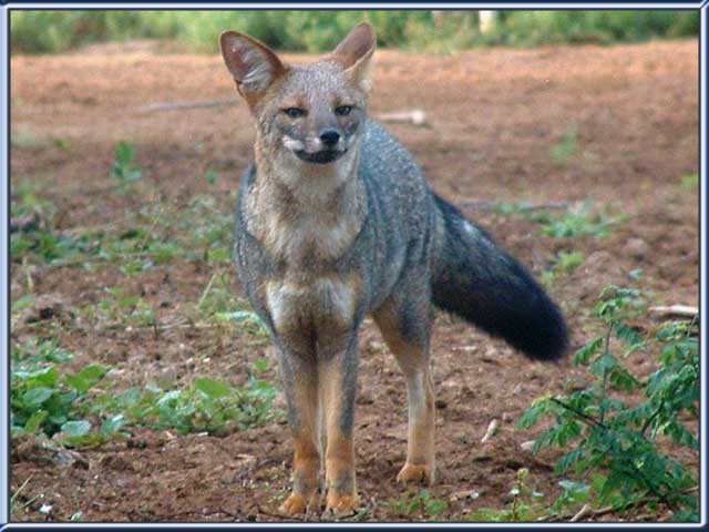 Zorro animals facts and pictures Zorro animals facts and pictures