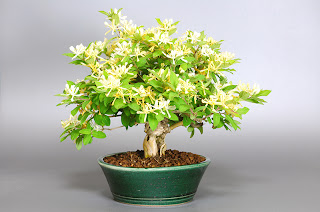 ヒョウタンボクF（瓢箪木 盆栽）Lonicera morrowii bonsai