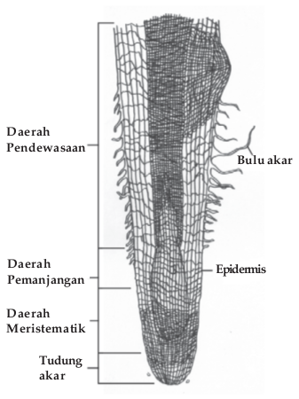 Struktur memanjang akar tumbuhan Struktur memanjang akar tumbuhan