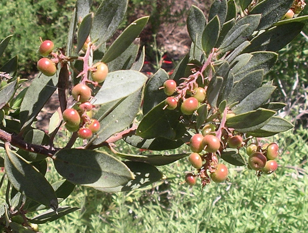 A California Native Plant Garden in San Diego County Lilacs and Manzanitas