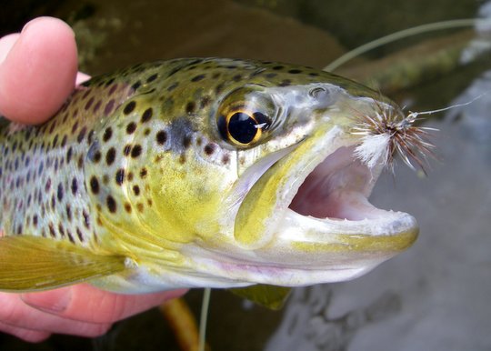 Smoky Mountain brown trout caught on a Parachute Adams