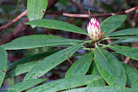 Pacific Rhododendron