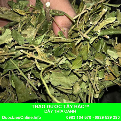 LÁ DÂY THÌA CANH