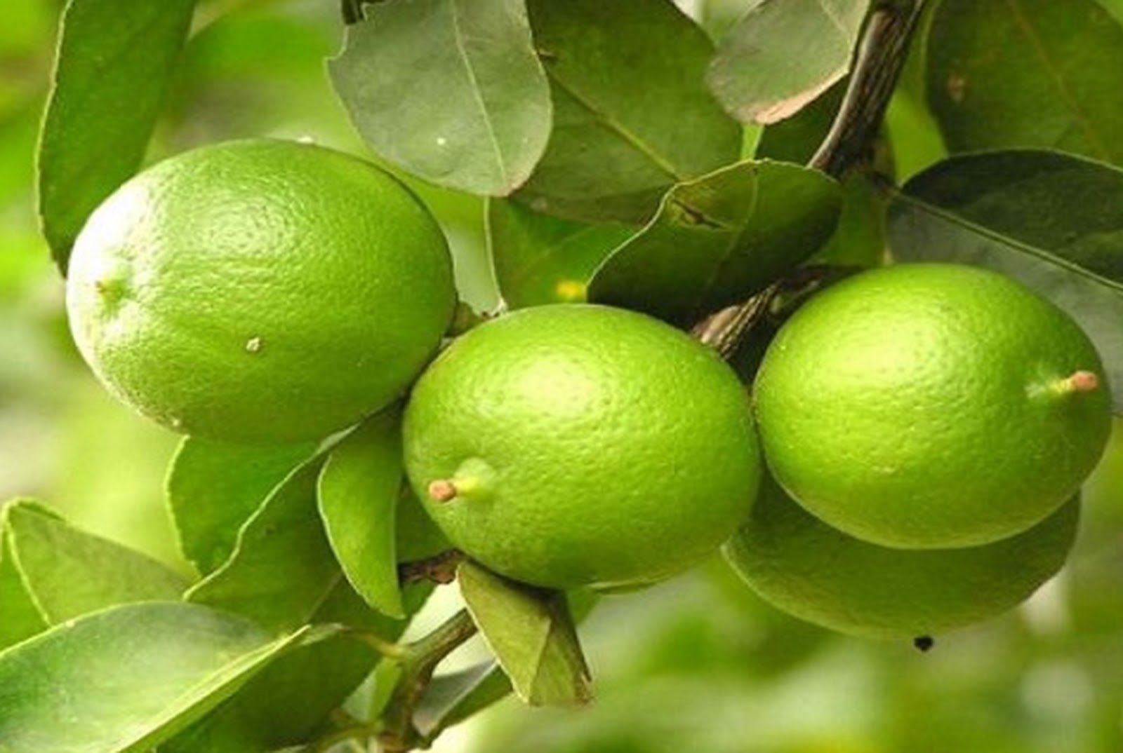 Contoh Teks Observasi 5 buah Populer