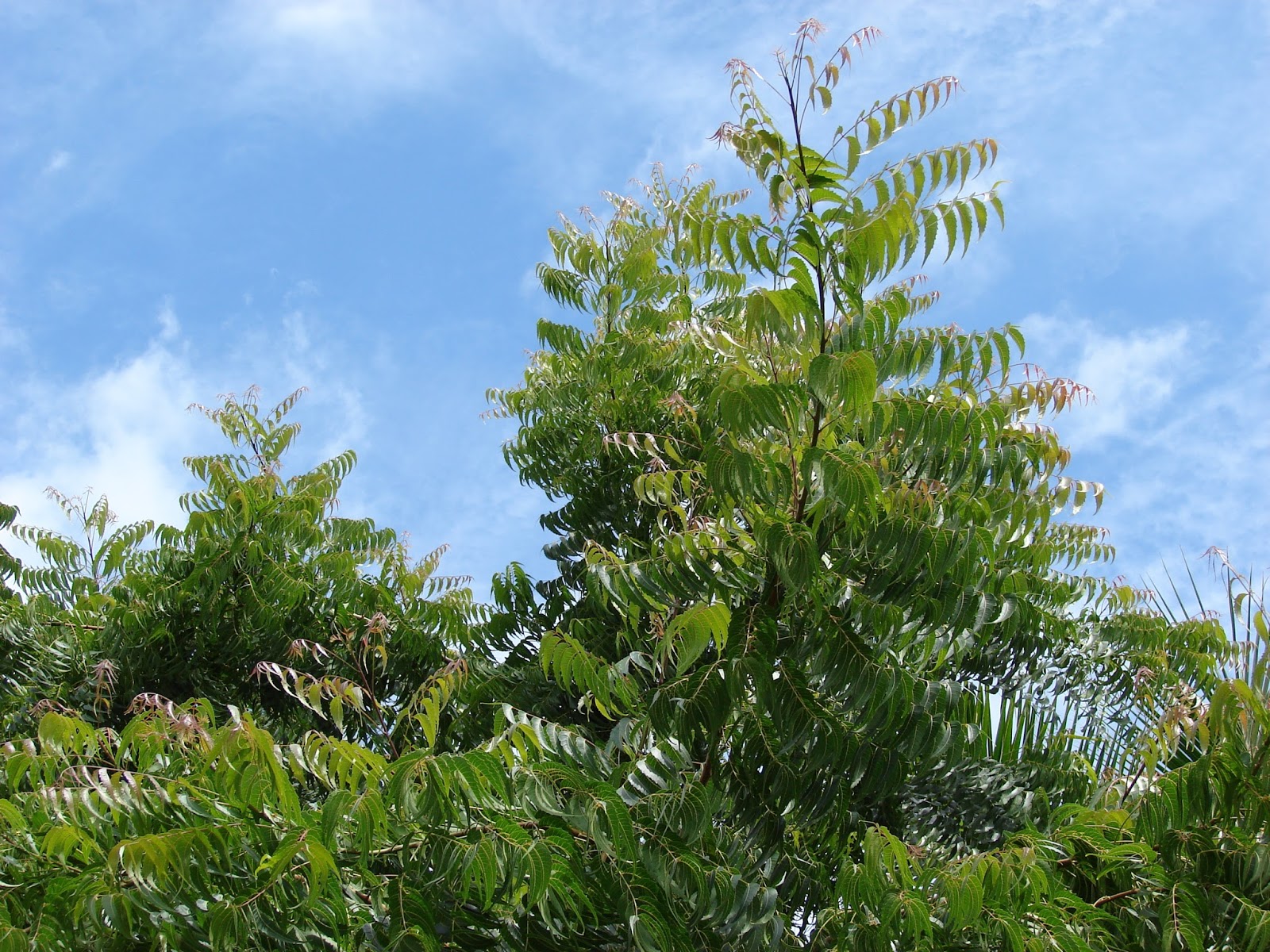 Neem Tree For Sale