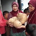 Bengkuang Raksasa di Cibadak yang Menghebohkan Akan Kembali di Tanam